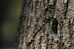 Image of Shining macromia dragonfly