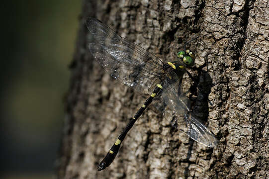 Image of Shining macromia dragonfly