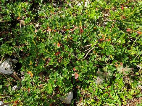 Image of Hairy Alpenrose