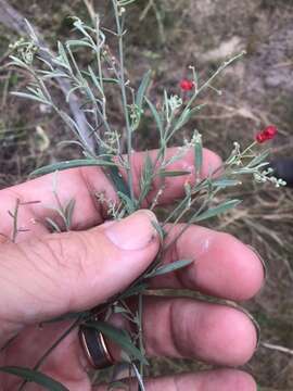 Plancia ëd Chenopodium nutans subsp. linifolium (R. Br.) S. Fuentes & Borsch