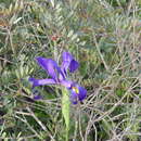Sivun Iris tingitana Boiss. & Reut. kuva