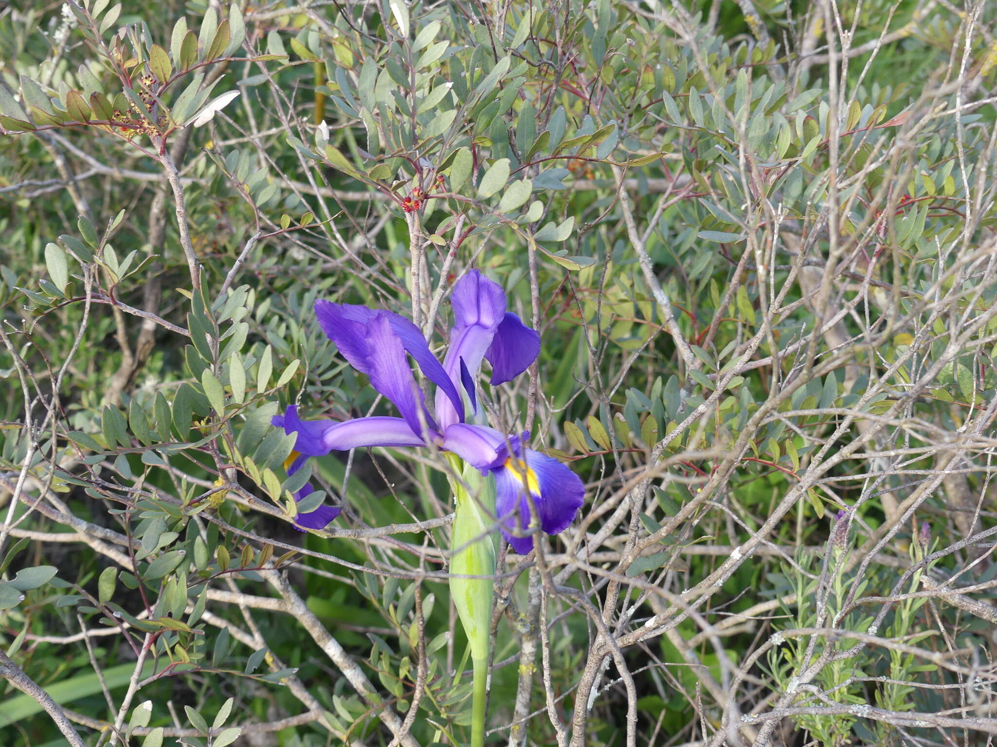Sivun Iris tingitana Boiss. & Reut. kuva