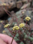 Imagem de Sanicula saxatilis Greene