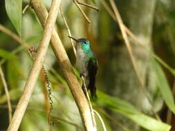 Image of Andean Emerald
