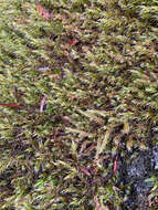 Image of Lawton's racomitrium moss