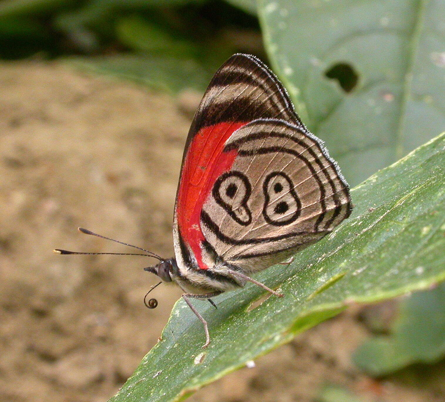 Imagem de Diaethria clymena Cramer 1775