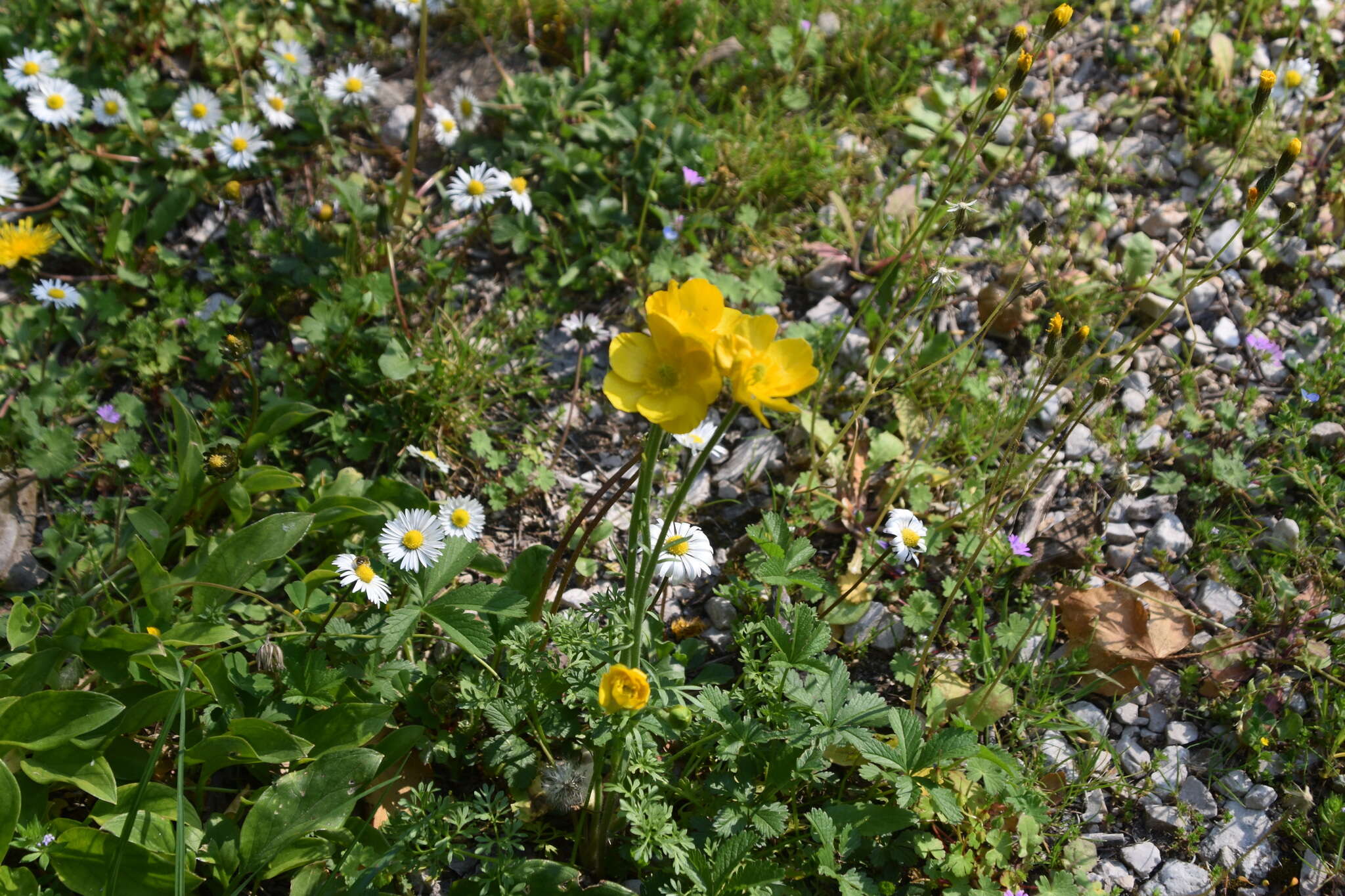 Image of Ranunculus millefoliatus Vahl