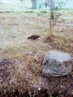 Image of Wattled Ibis