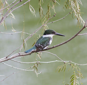 Image of Green Kingfisher