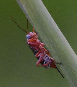 Image of Pimpla marginella Brulle 1846