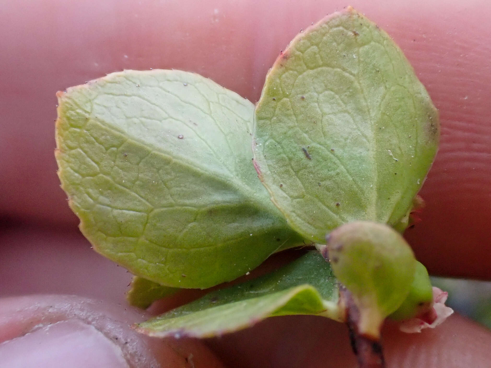 Gaultheria humifusa (R. Grah.) Rydb. resmi