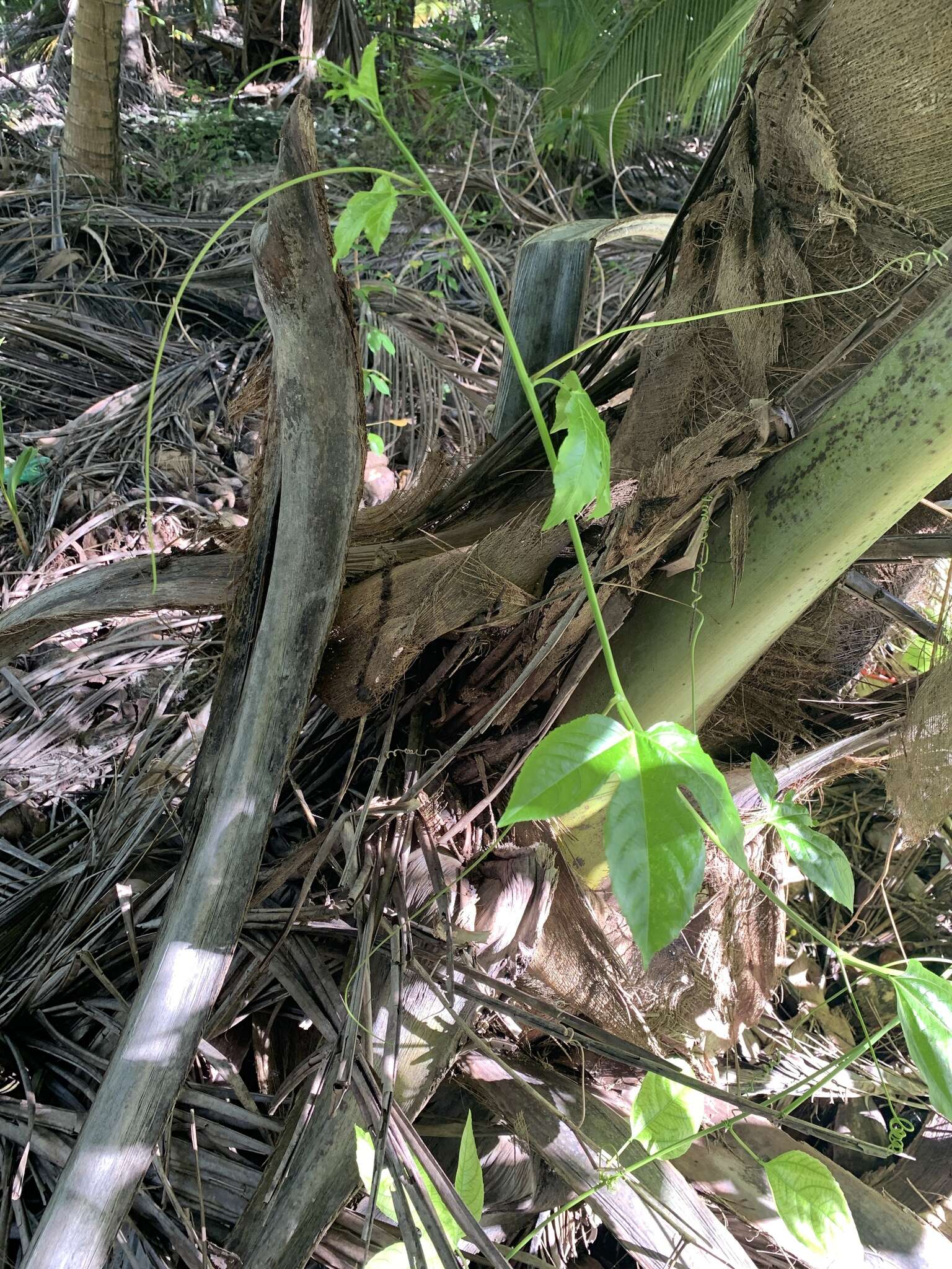 Слика од Passiflora edulis flavicarpa Deg.