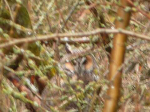 Image of Asio otus tuftsi Godfrey 1948