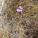 Image of Thereianthus spicatus (L.) G. J. Lewis