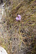 Image of Thereianthus spicatus (L.) G. J. Lewis