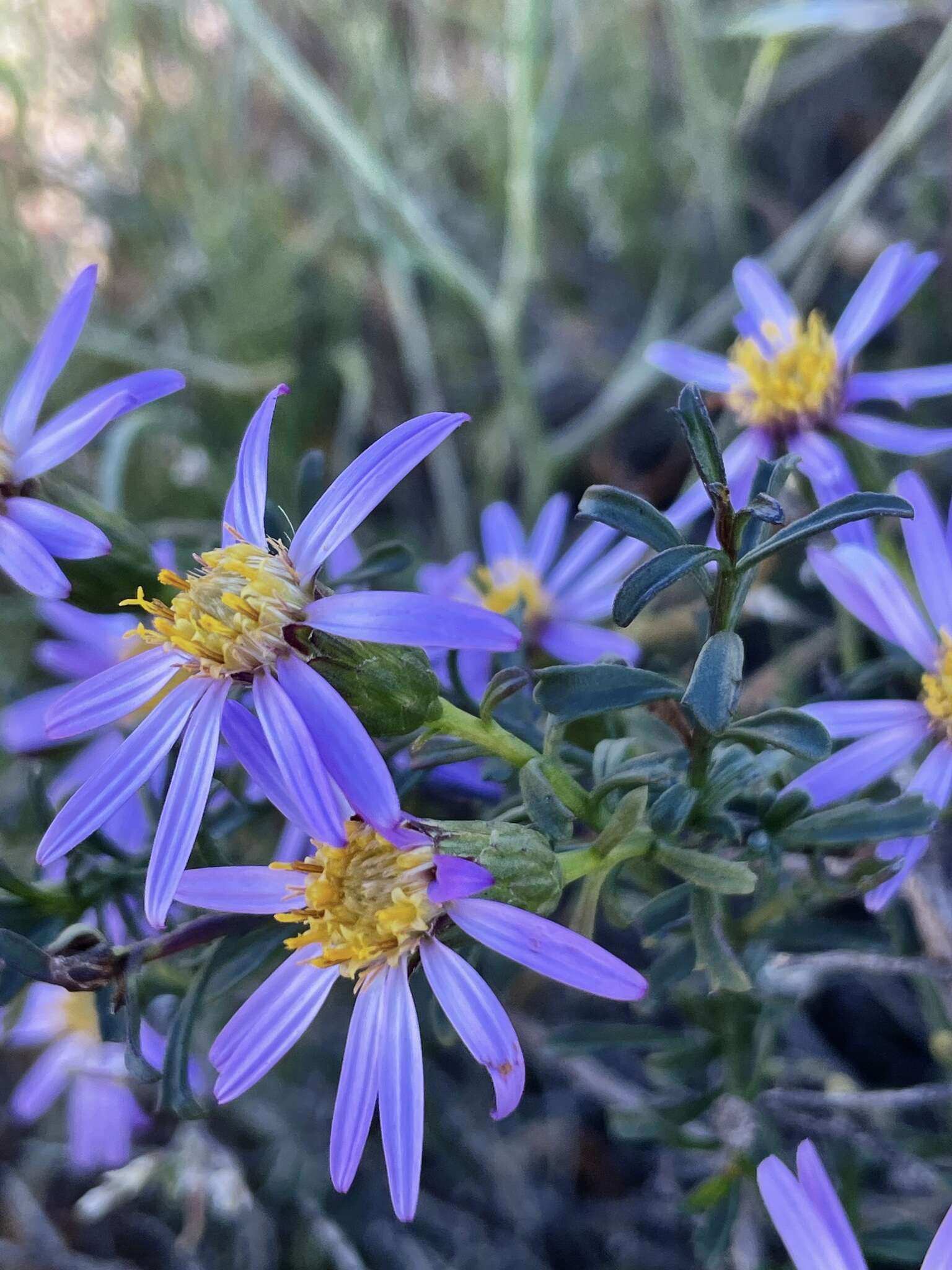 Image of splendid daisy-bush