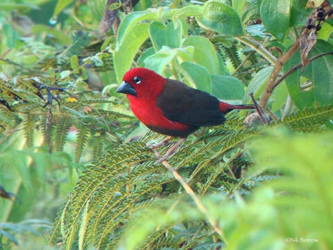 Pyrenestes sanguineus Swainson 1837的圖片