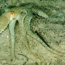 Callistoctopus aspilosomatis (Norman 1993) resmi