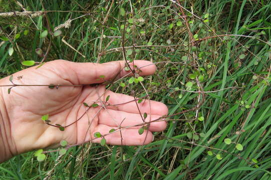 Imagem de Coprosma crassifolia Colenso