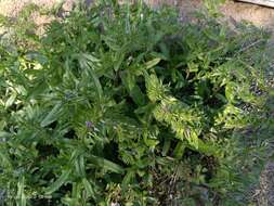 Image of Echium sabulicola subsp. decipiens (Pomel) Klotz