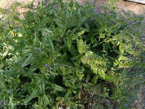 Plancia ëd Echium sabulicola subsp. decipiens (Pomel) Klotz