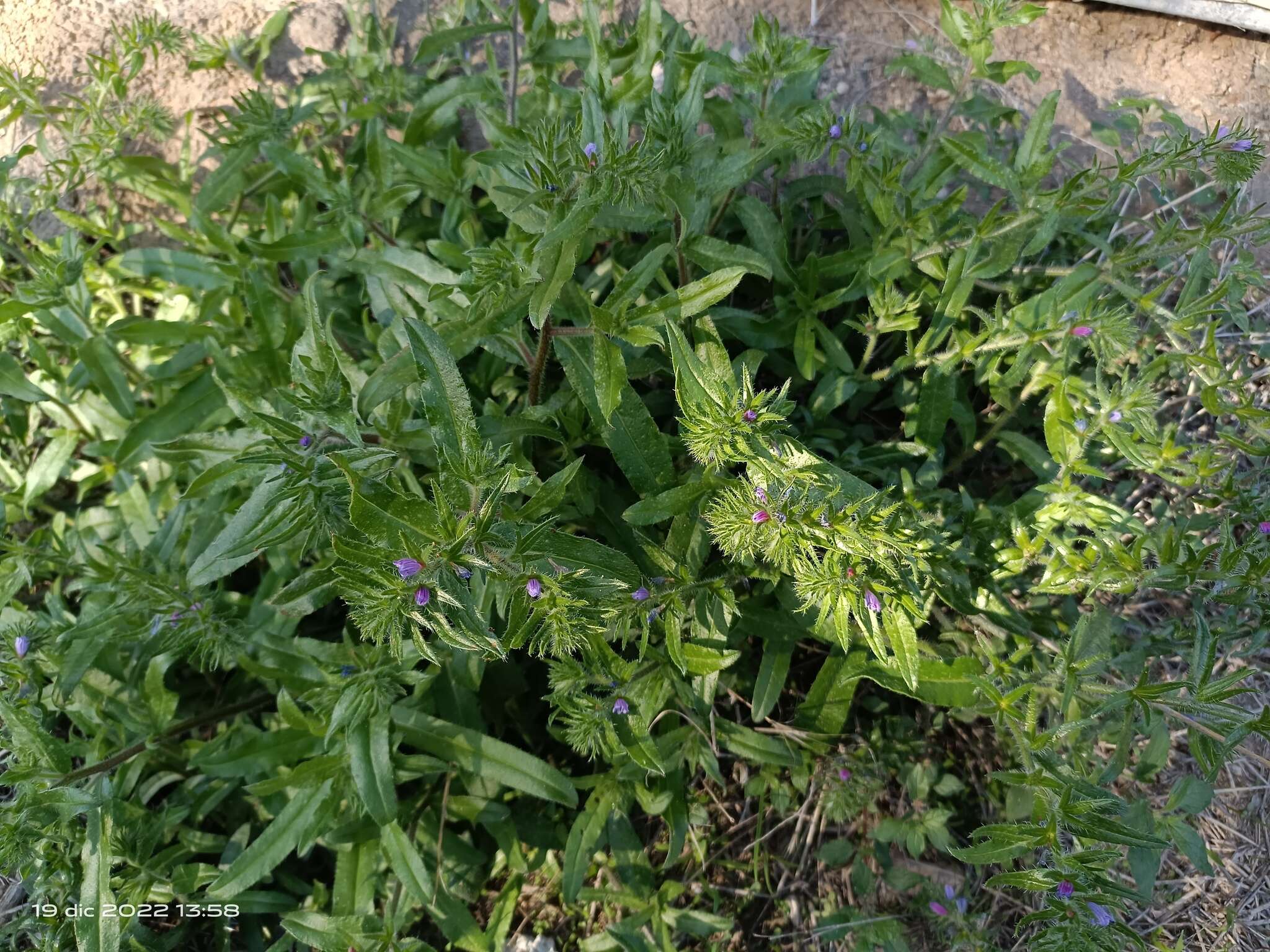 Image of Echium sabulicola subsp. decipiens (Pomel) Klotz