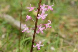 Imagem de Dipodium roseum D. L. Jones & M. A. Clem.