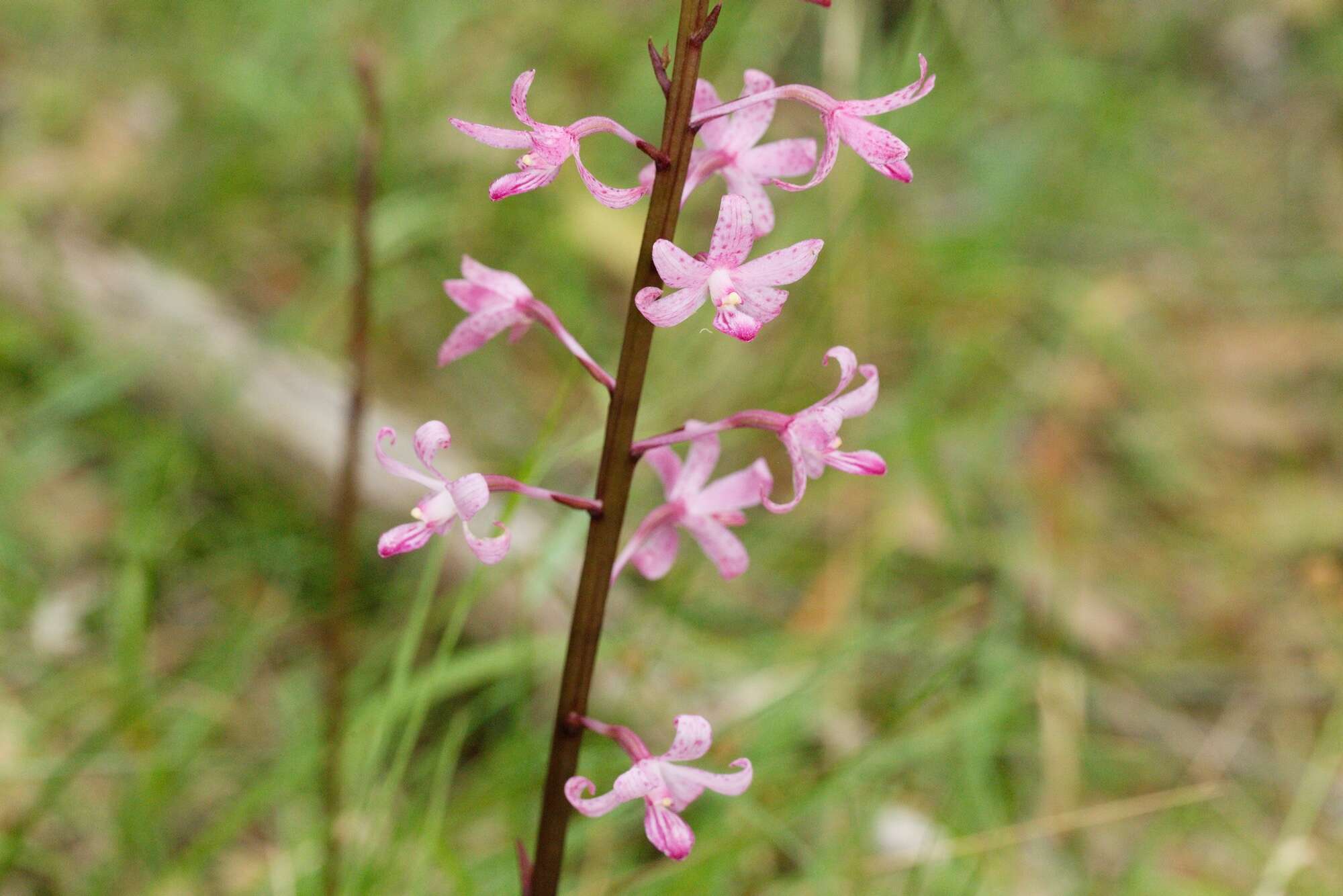 Plancia ëd Dipodium roseum D. L. Jones & M. A. Clem.