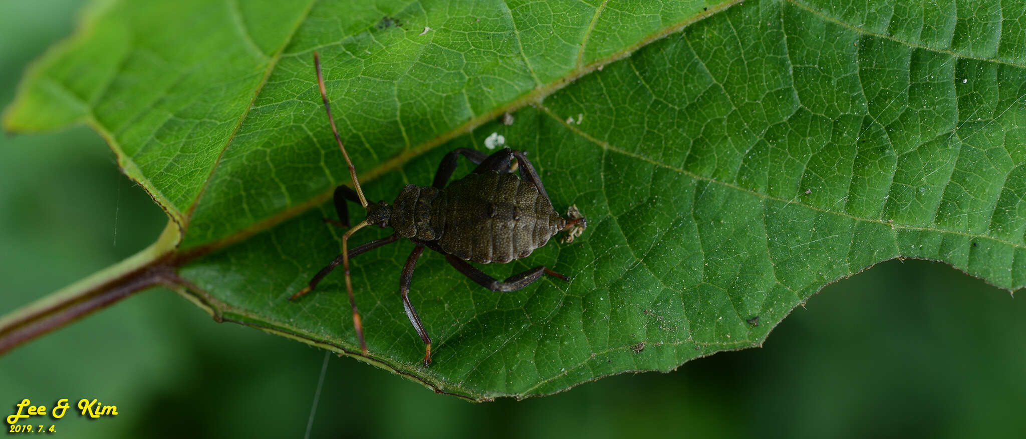 Image of Molipteryx fuliginosa (Uhler 1860)