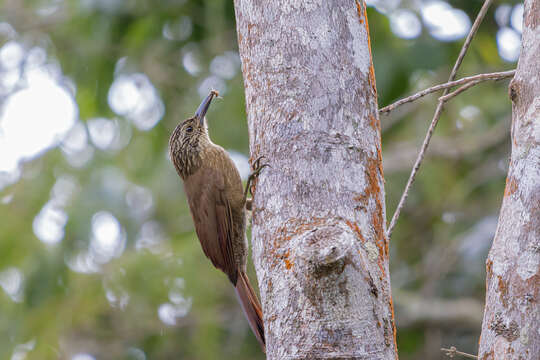 Image of Planalto Woodcreeper