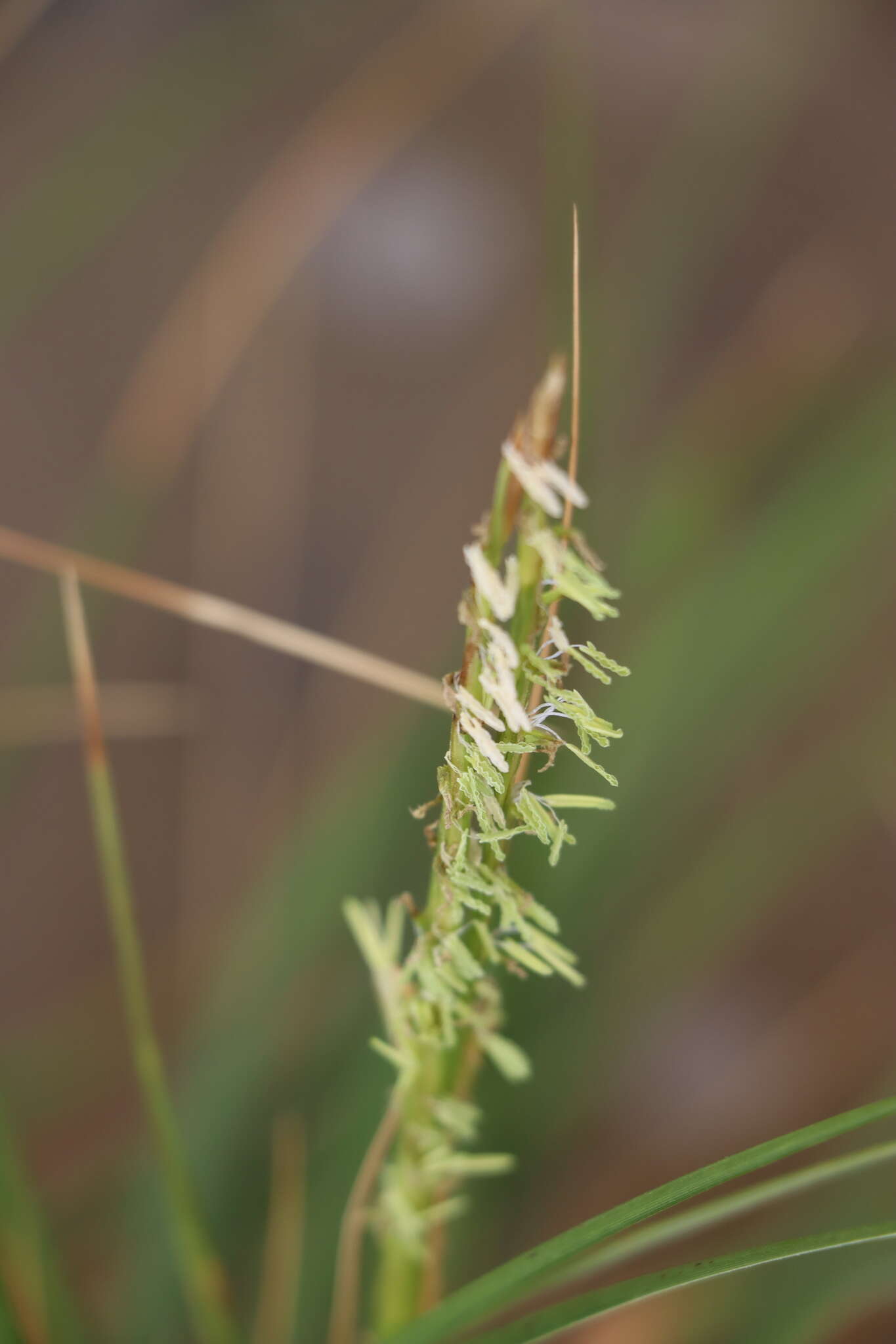 Image of Dense-Flower Cord Grass