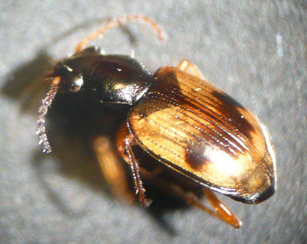 Image of Bembidion (Actedium) pallidipenne (Illiger 1802)