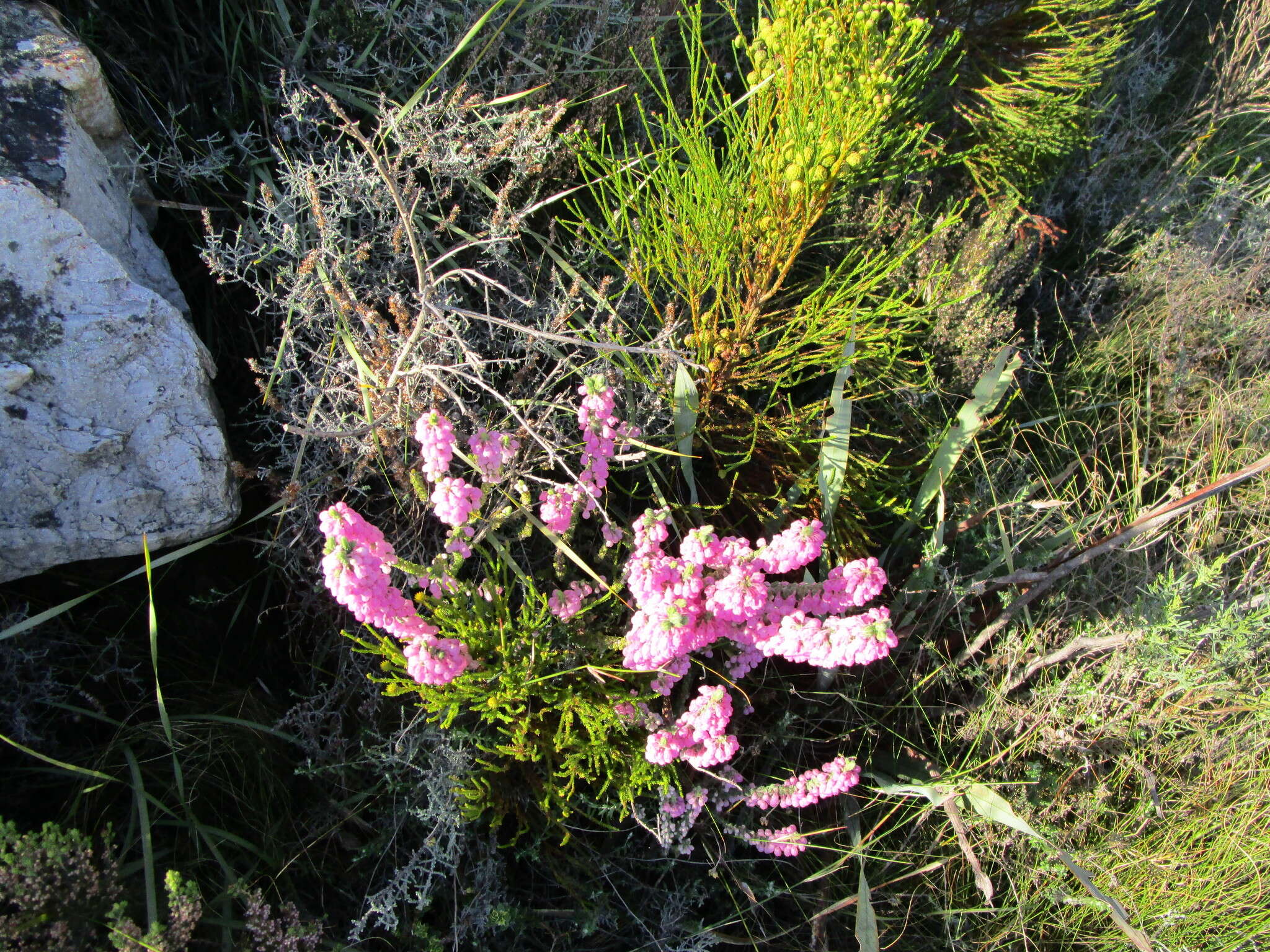 Image of Erica nervata Guthrie & Bolus