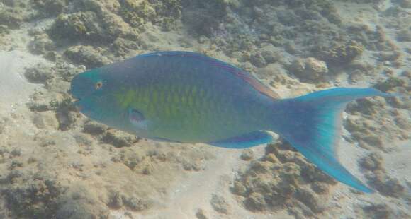 Image of Bicolor Parrotfish