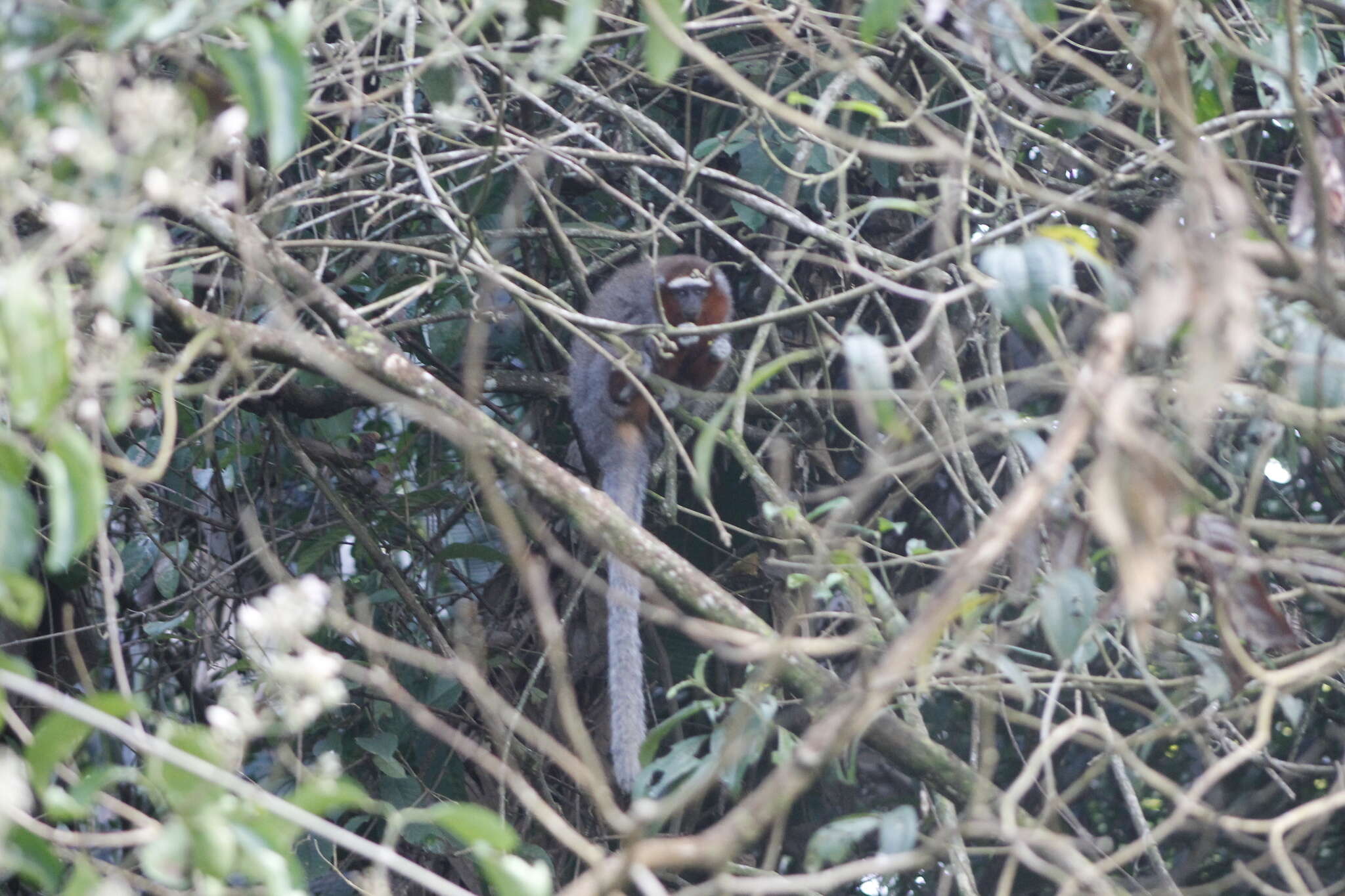 Image of Ornate Titi Monkey