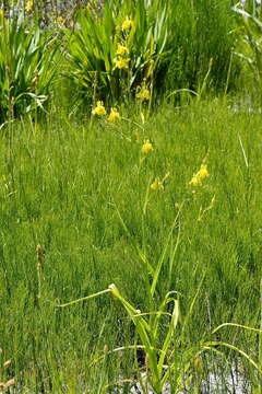 Image of Moraea ramosissima (L. fil.) Druce