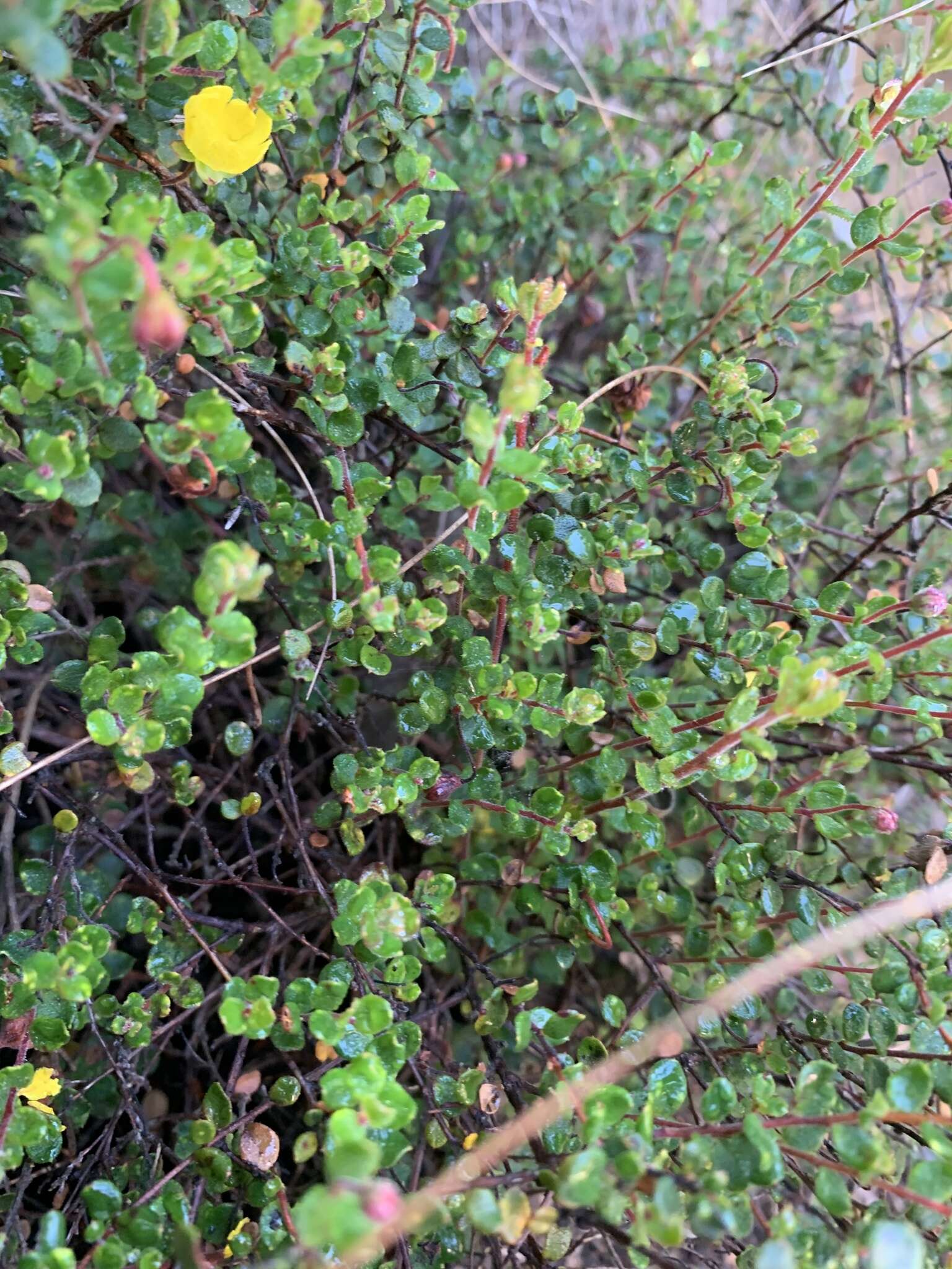 Image of Hibbertia decumbens H. R. Toelken