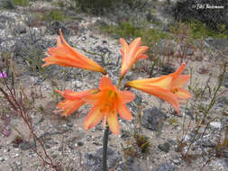 Imagem de Zephyranthes bagnoldii