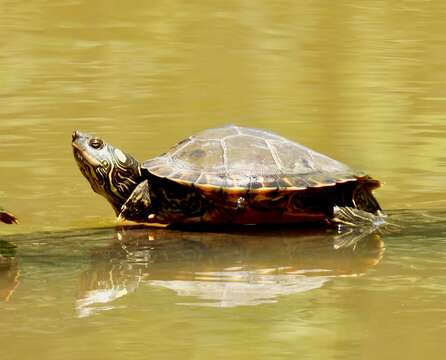 Image of Pearl River Map Turtle