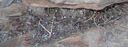 Image of Haworthiopsis scabra (Haw.) G. D. Rowley