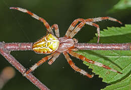 Image of Araneus ishisawai Kishida 1928