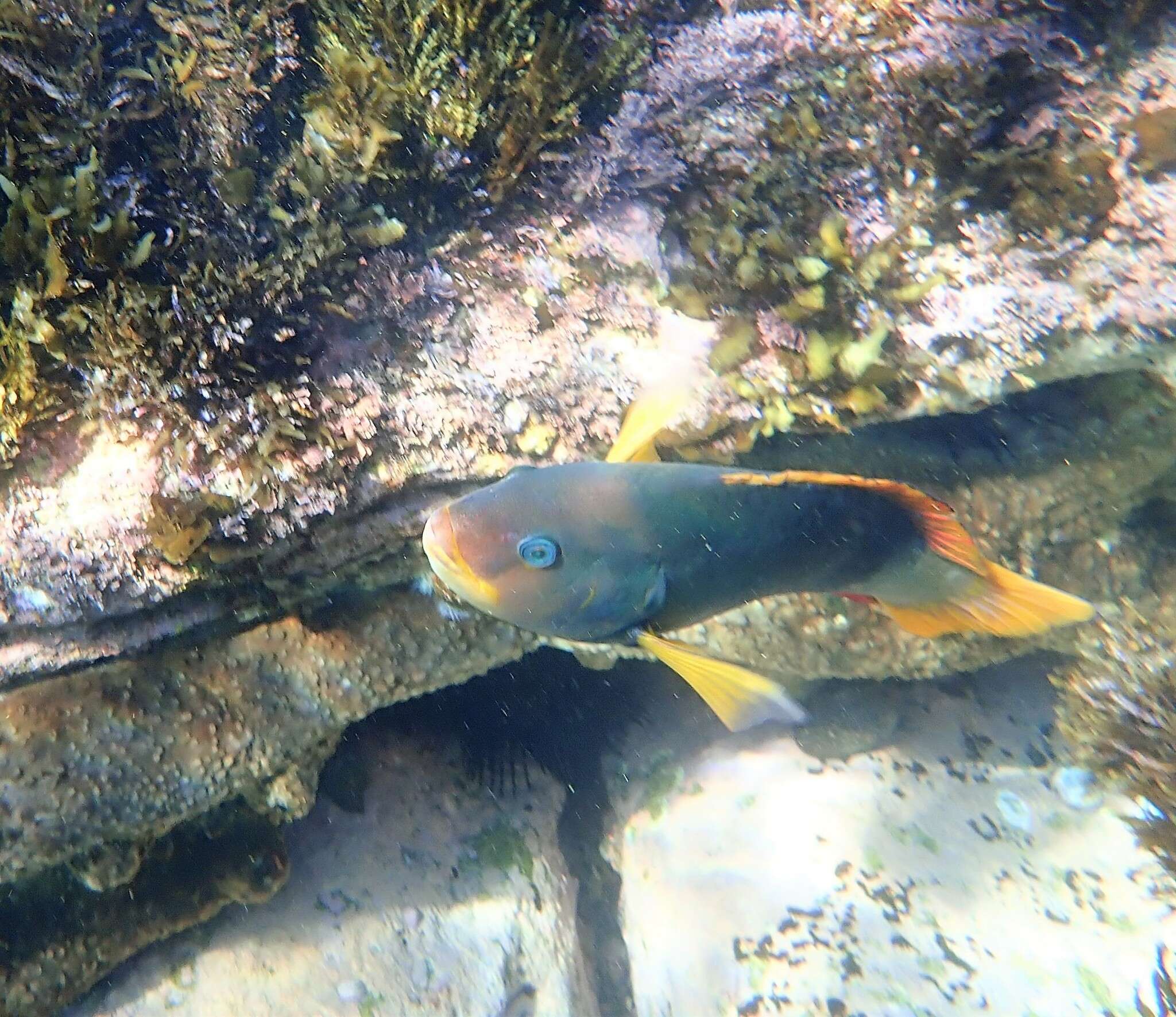 Image of Crimson banded wrasse