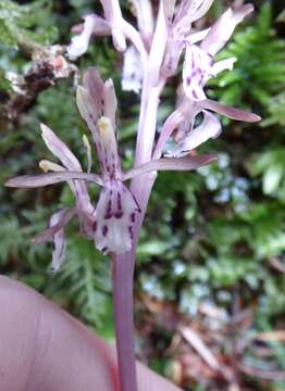 Image of Pacific coralroot