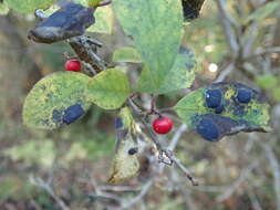 Image of Ilex serrata Thunb.