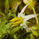 Image of Solanum hasslerianum Chod.