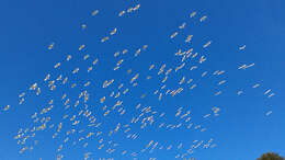 Image of Little Corella