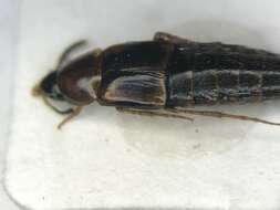 Image of Mycetoporus americanus Erichson 1839