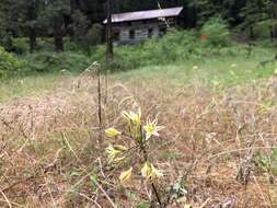 Image of Henderson's triteleia