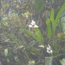 Image of Maxillaria grandiflora (Kunth) Lindl.