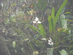 Image of Maxillaria grandiflora (Kunth) Lindl.